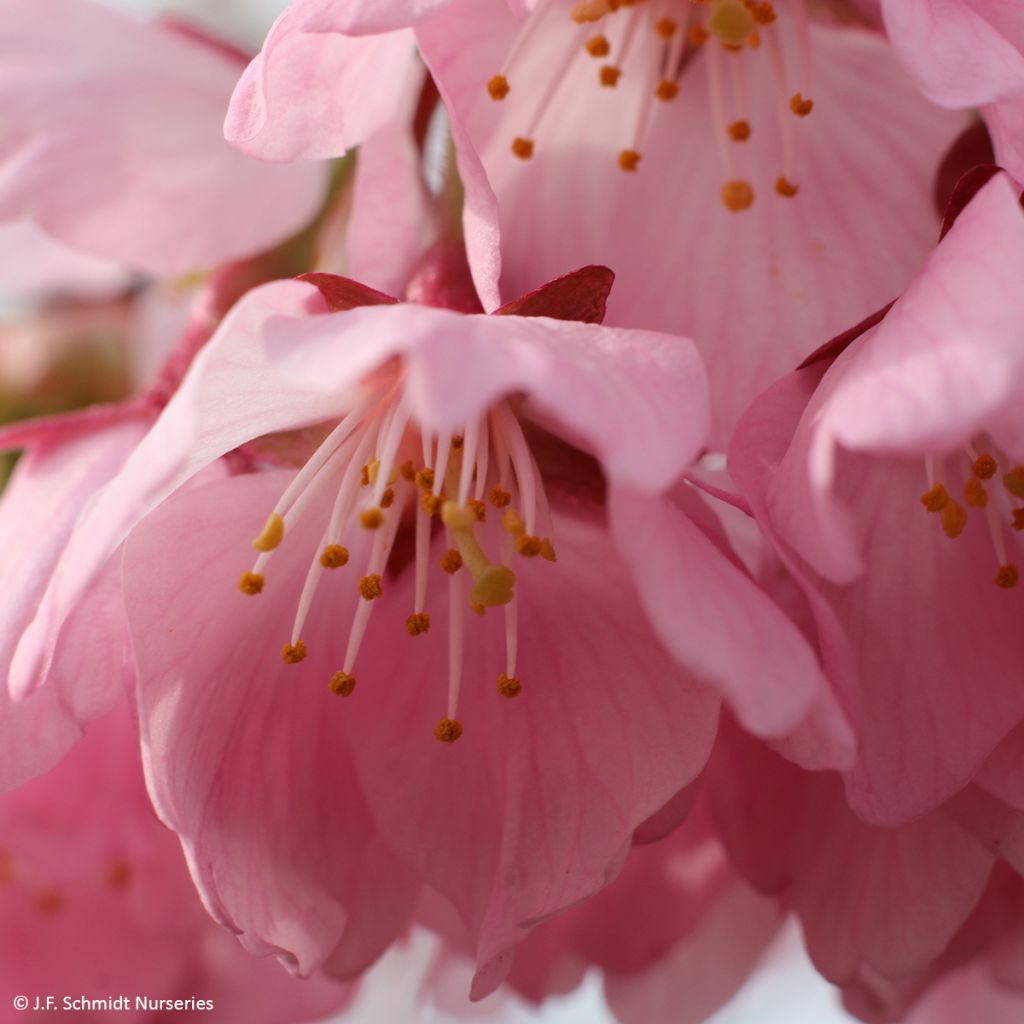 Prunus Pink Cascade - Cherry Tree