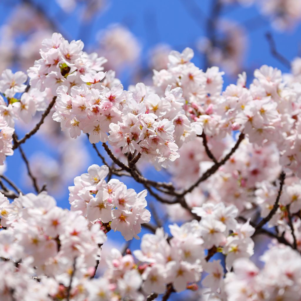 Prunus  yedoensis - Yoshino Cherry