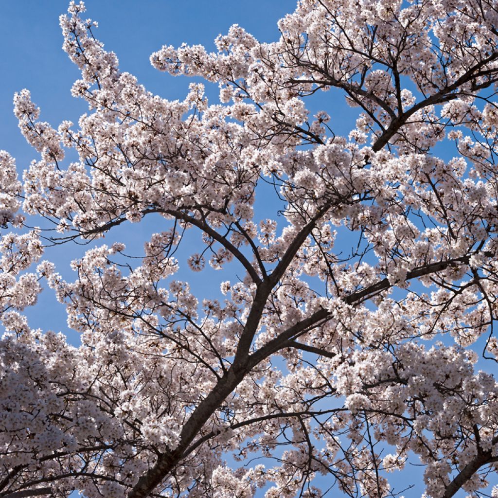 Prunus  yedoensis - Yoshino Cherry