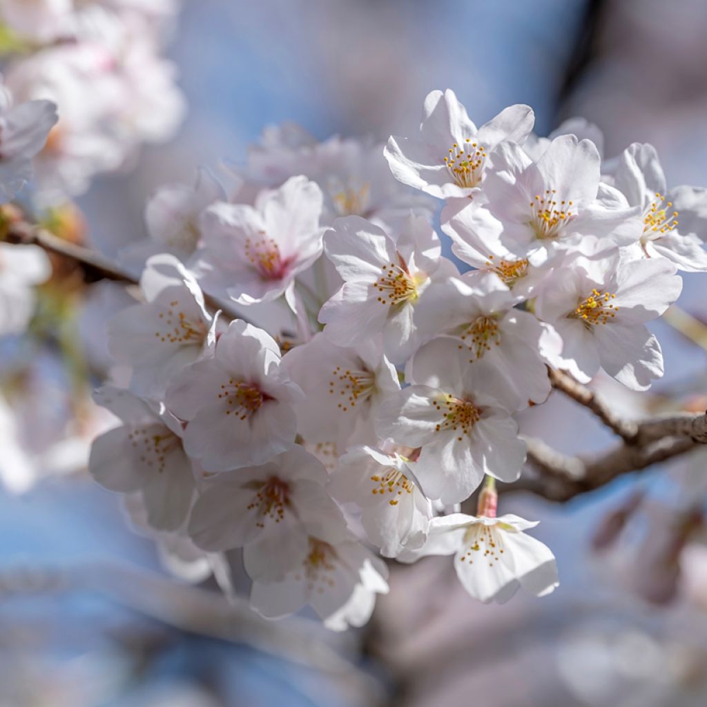 Prunus  yedoensis - Yoshino Cherry