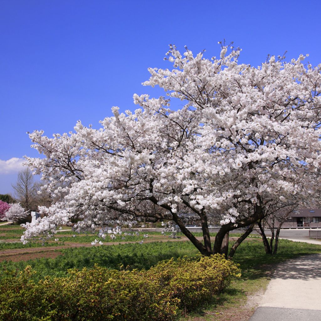 Prunus  yedoensis - Yoshino Cherry