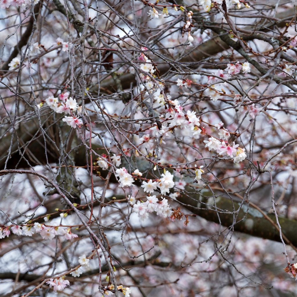 Prunus Autumnalis Rosea - Cherry