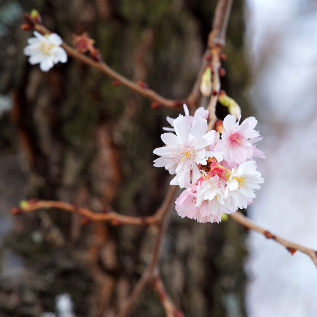 Prunus Autumnalis Rosea - Cherry