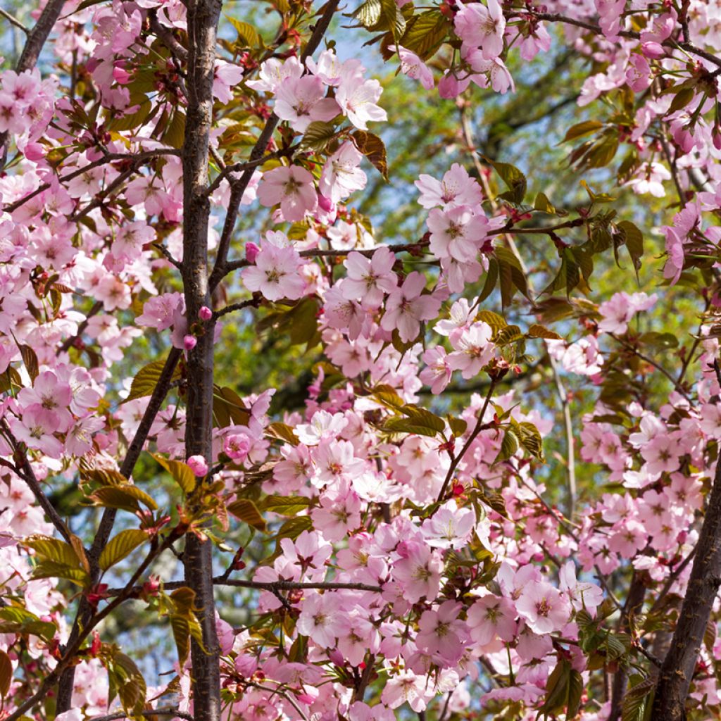 Prunus sargentii - Sargent's Cherry