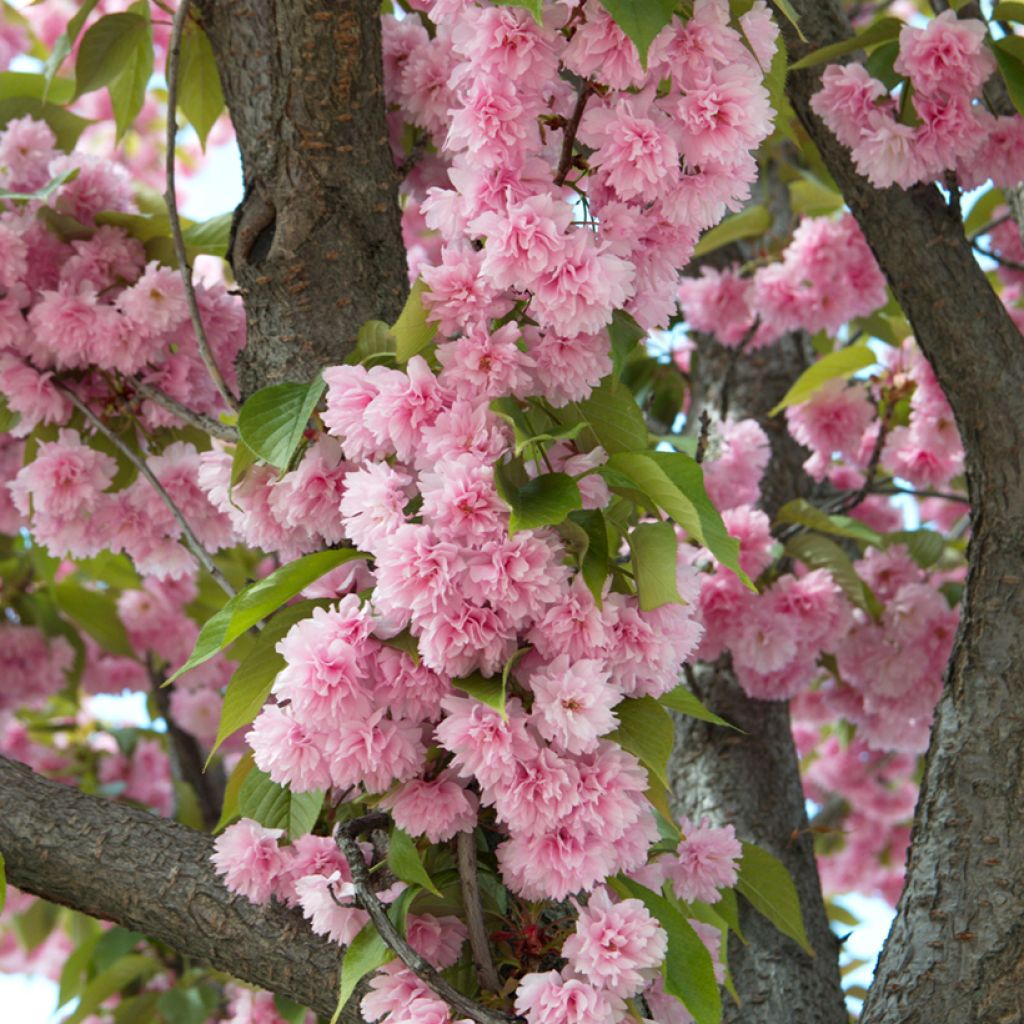 Prunus serrulata Kanzan - Japanese Cherry