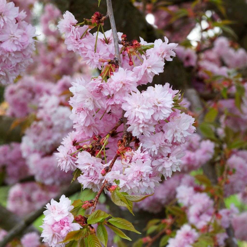 Prunus serrulata Kanzan - Japanese Cherry