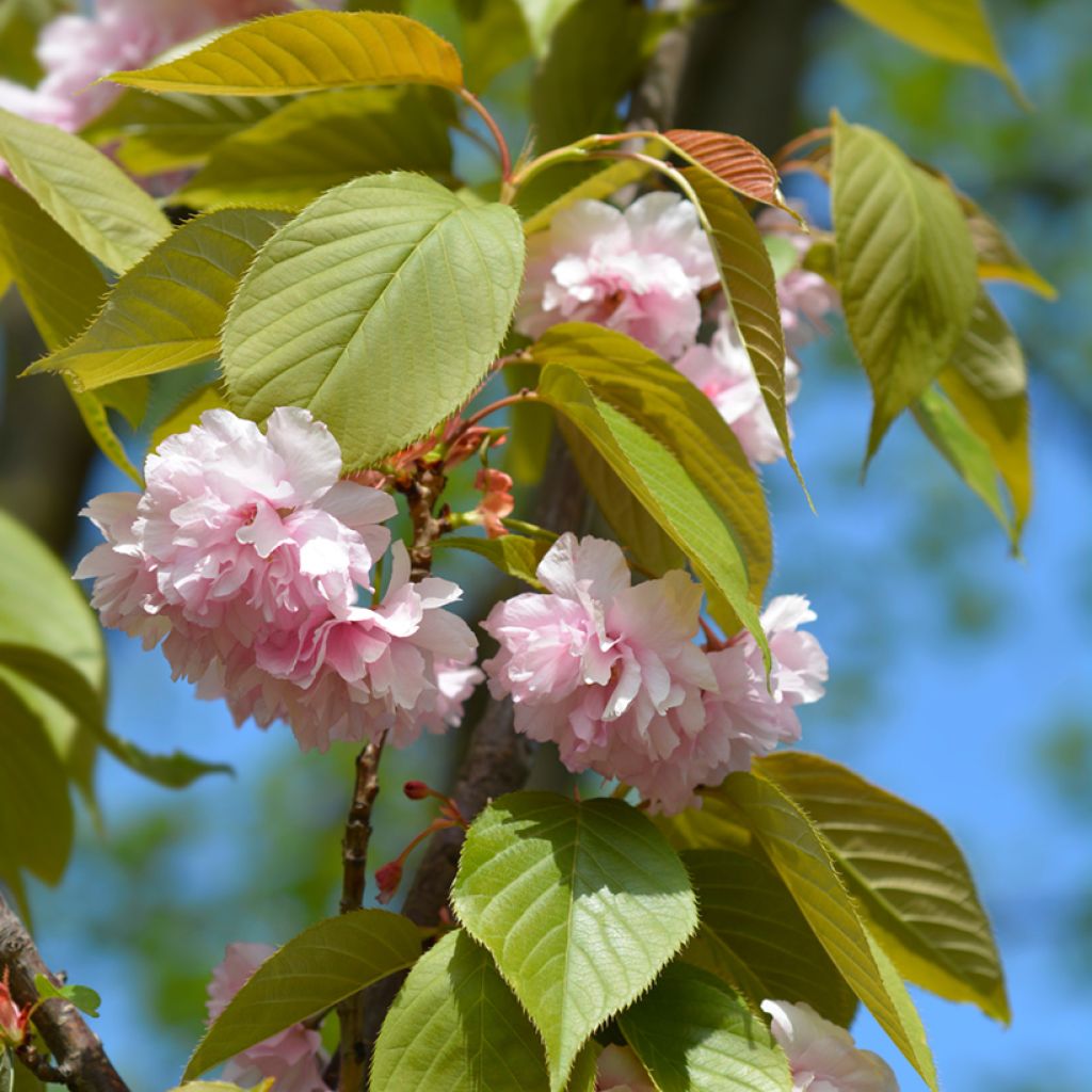 Prunus serrulata Kanzan - Japanese Cherry