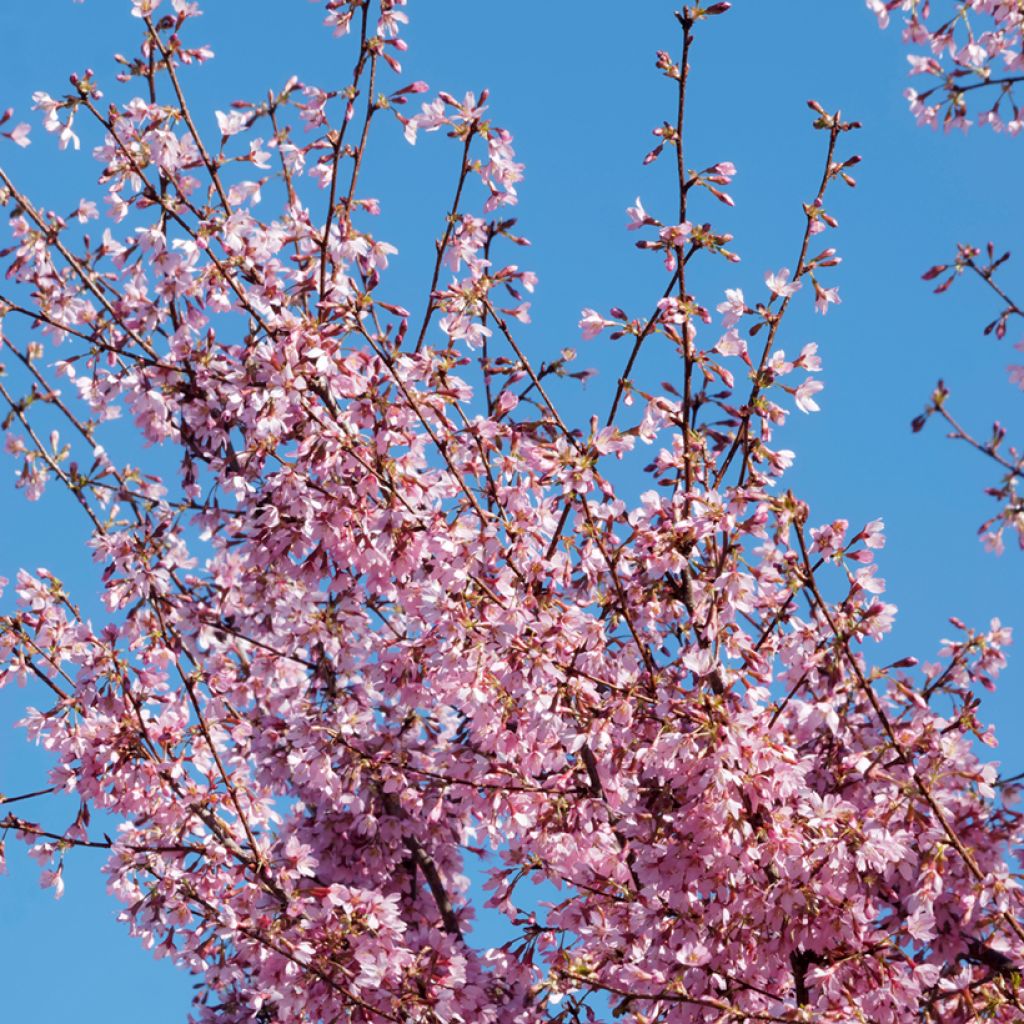 Prunus incisa Paean - Cherry