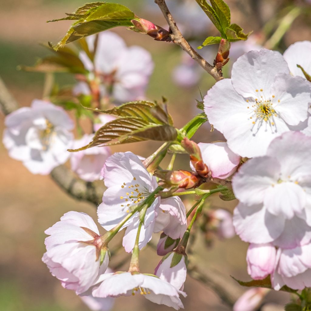 Prunus serrulata Sunset Boulevard - Japanese Cherry