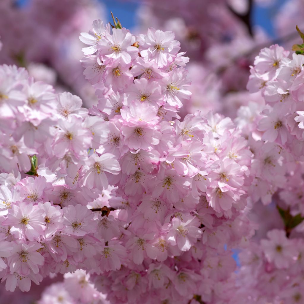 Prunus Accolade - Cherry