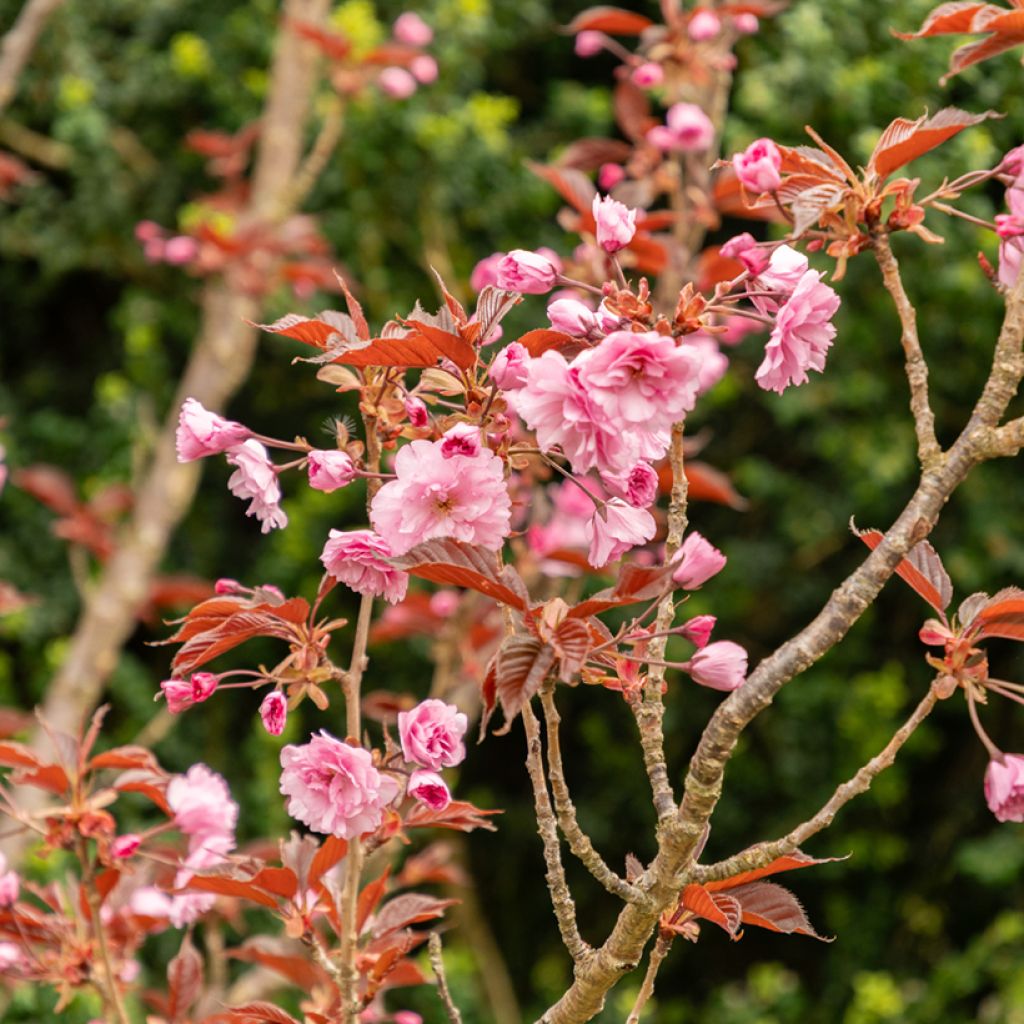 Prunus serrulata Royal Burgundy - Japanese Cherry