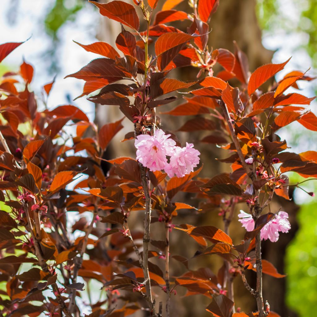 Prunus serrulata Royal Burgundy - Japanese Cherry