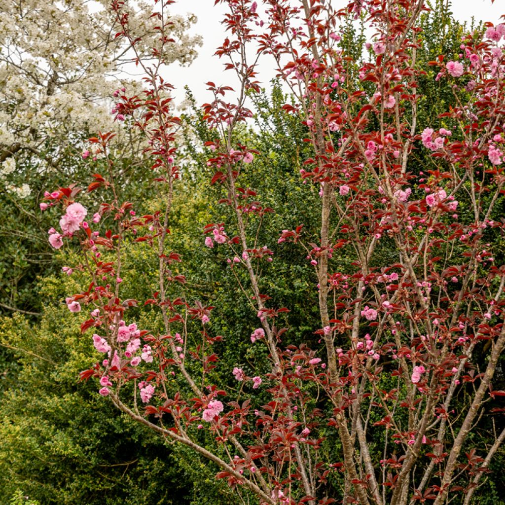 Prunus serrulata Royal Burgundy - Japanese Cherry