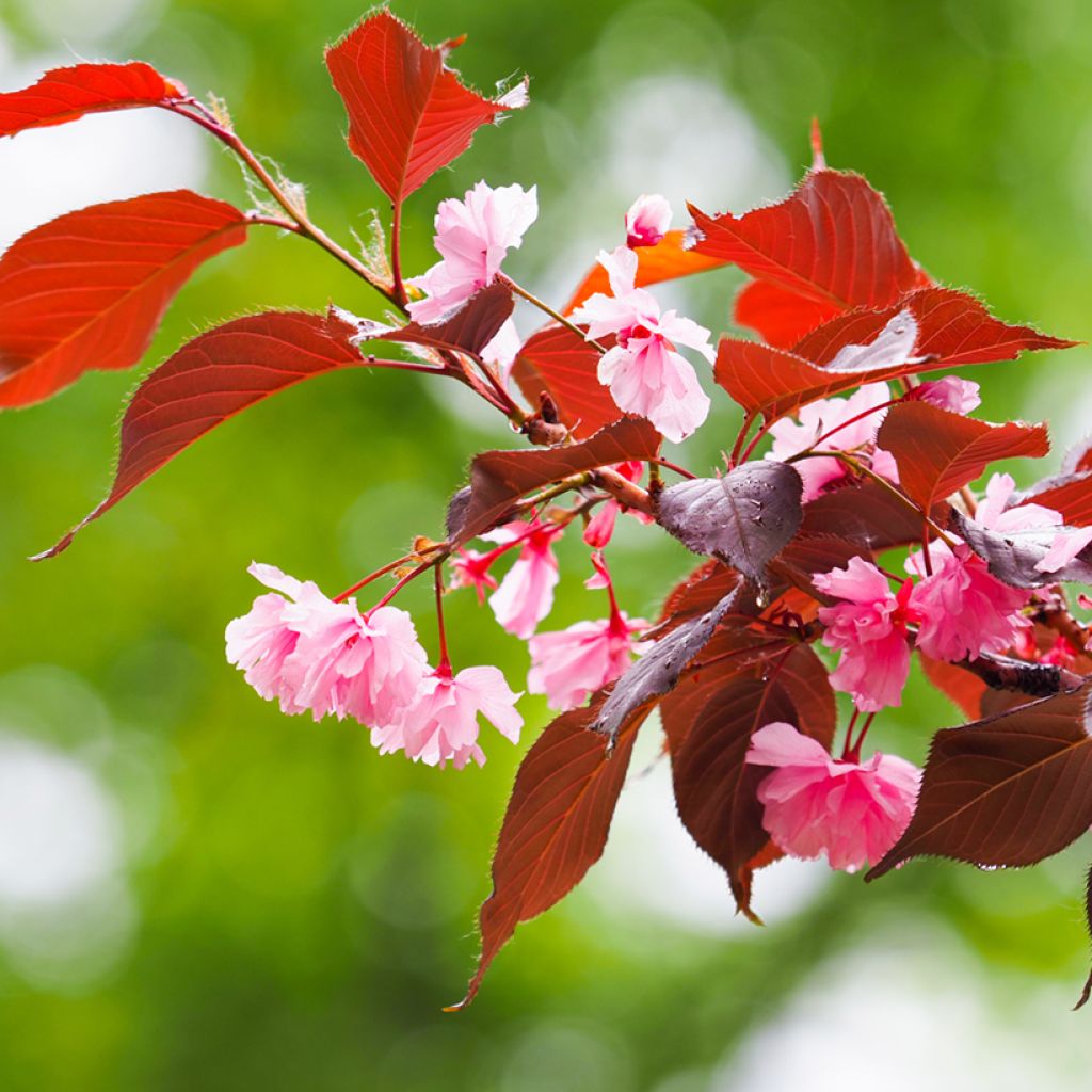 Prunus serrulata Royal Burgundy - Japanese Cherry