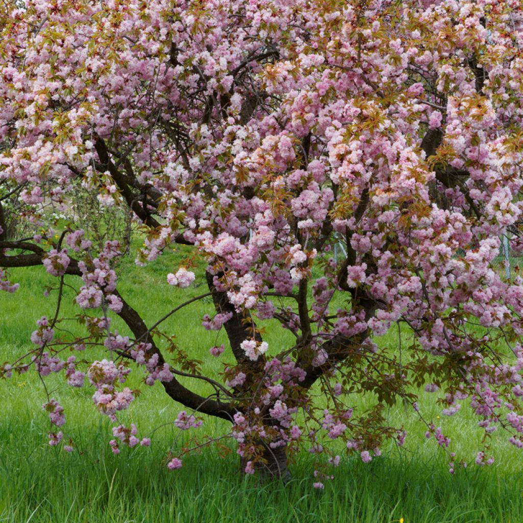 Prunus serrulata Royal Burgundy - Japanese Cherry