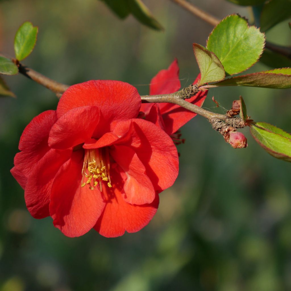 Chaenomeles superba Nicoline - Flowering Quince