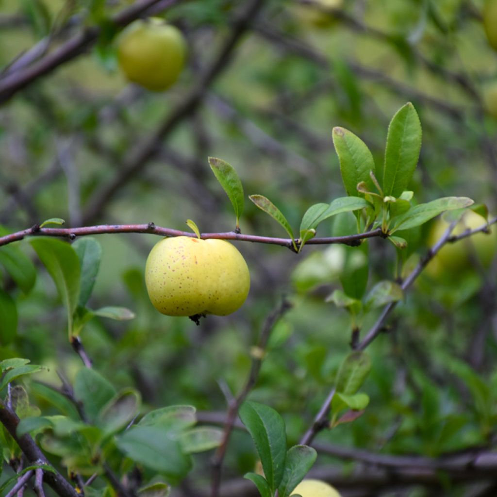 Chaenomeles superba Nicoline - Flowering Quince