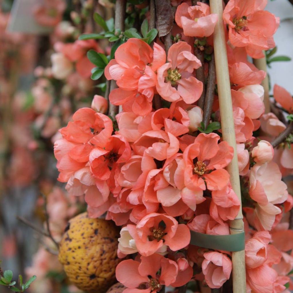 Chaenomeles superba Salmon Horizon - Flowering Quince