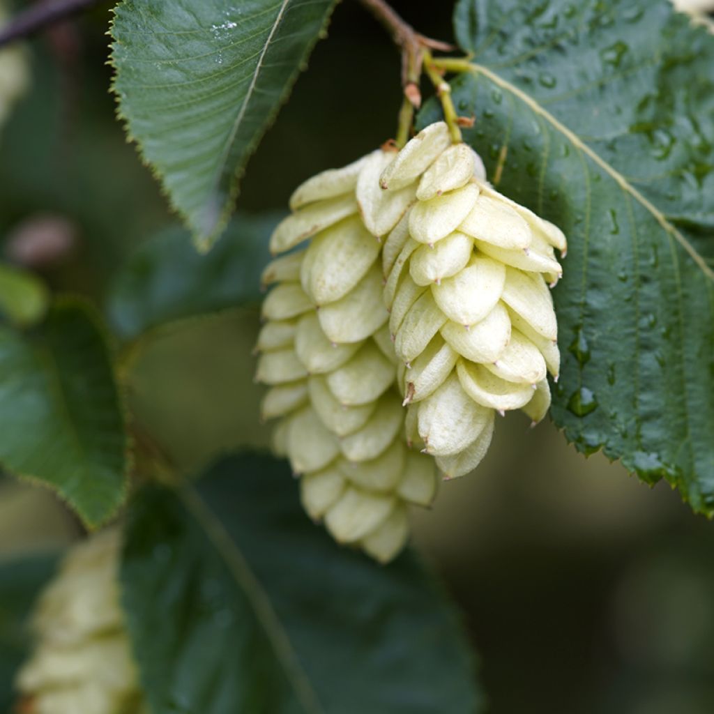 Ostrya carpinifolia