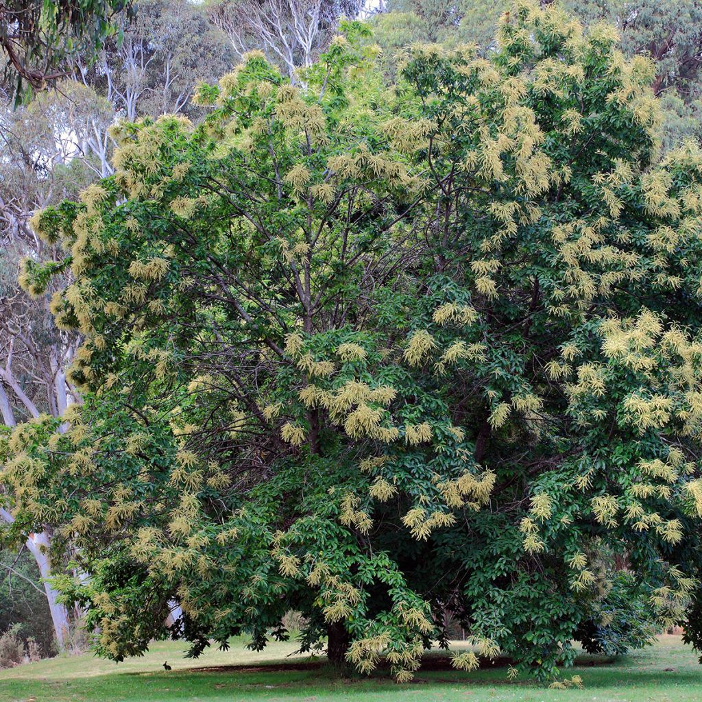 Castanea sativa Marsol - Chestnut