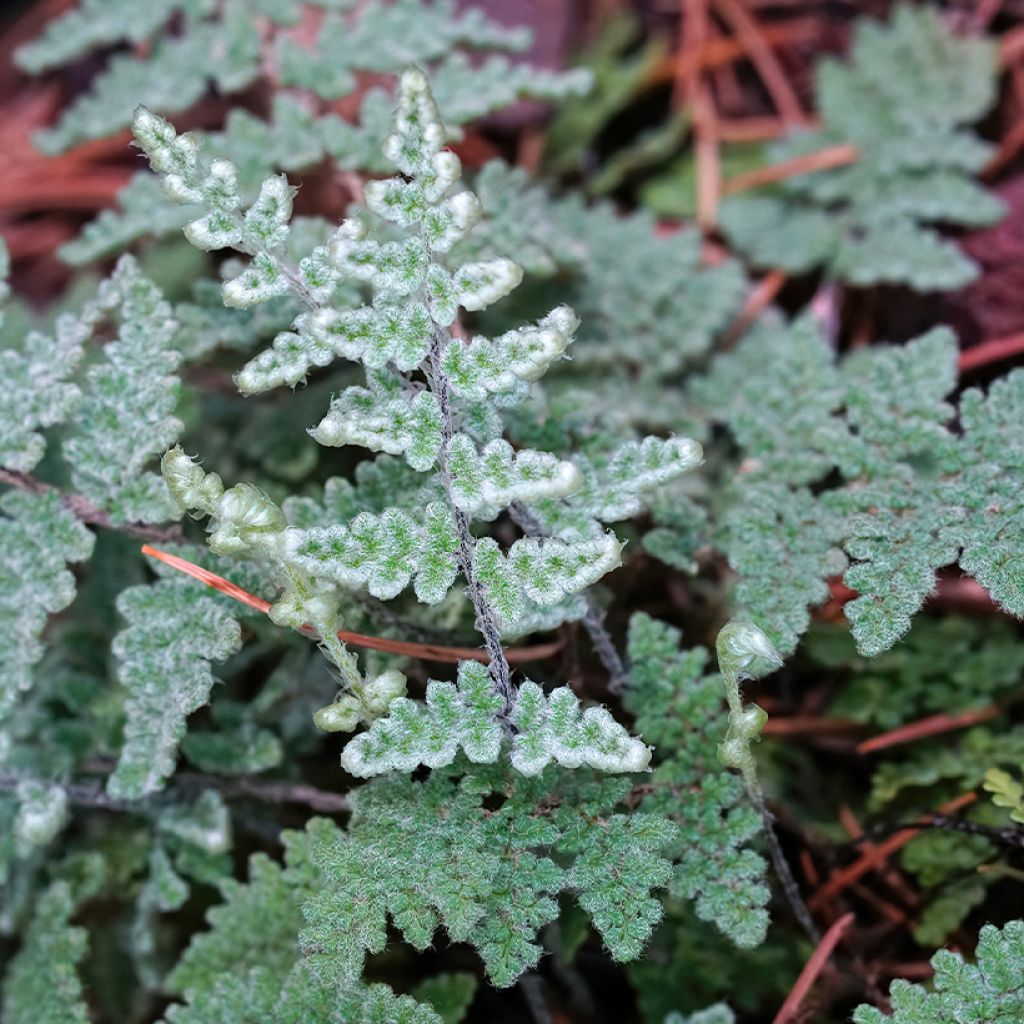 Cheilanthes lanosa Cimbra - Hairy Lip Fern