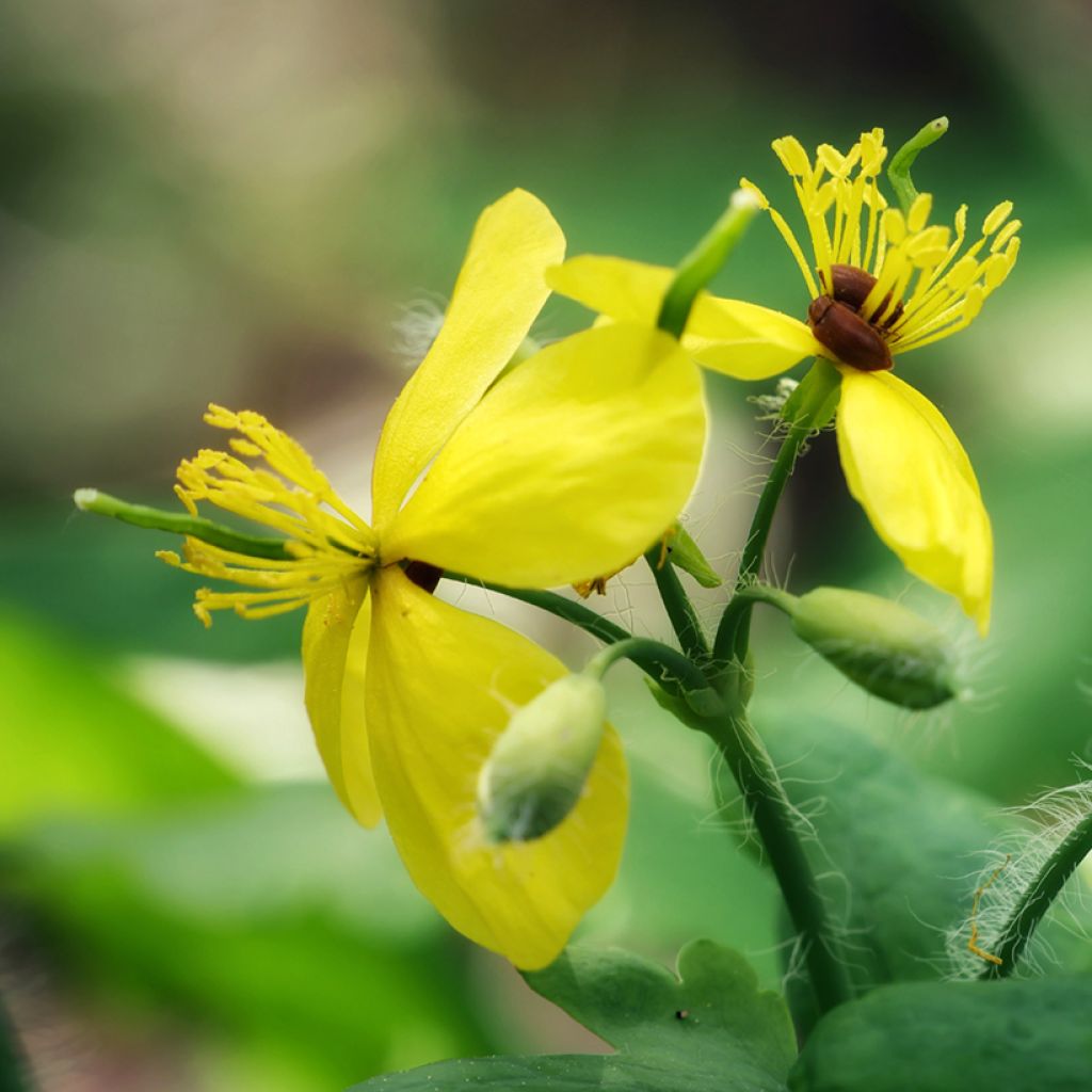 Chelidonium majus