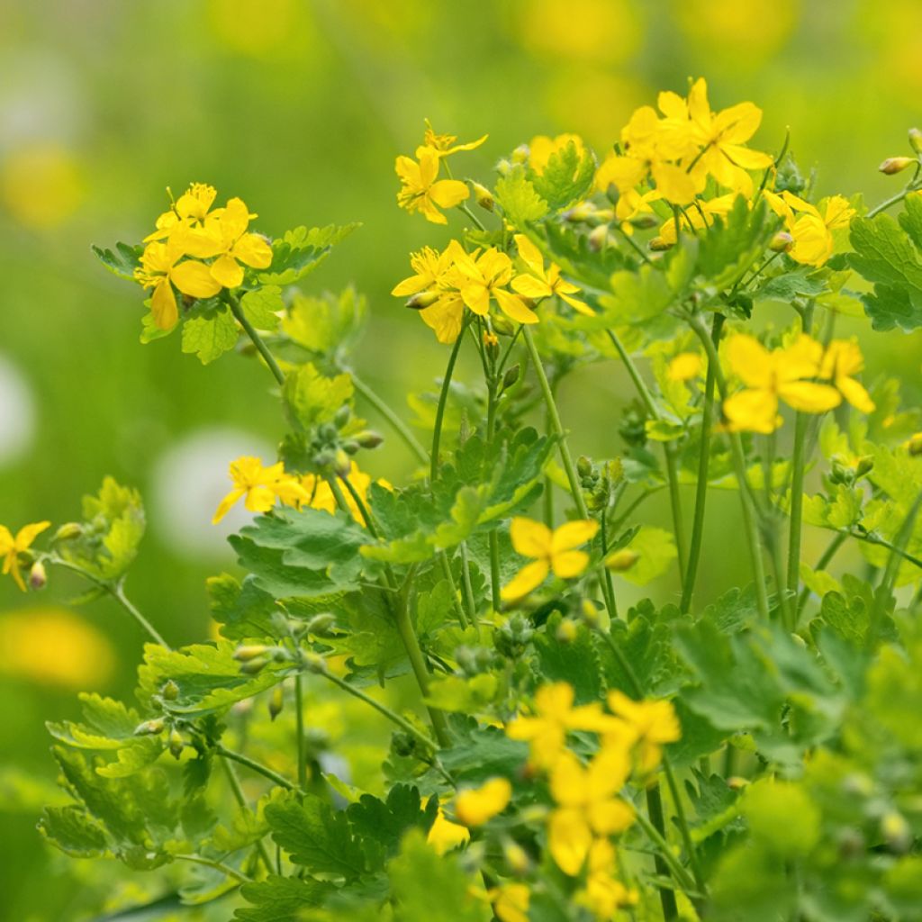 Chelidonium majus