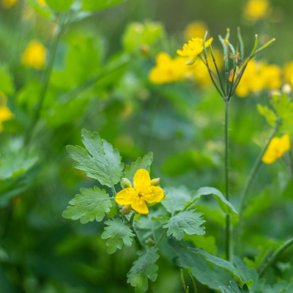 Chelidonium majus