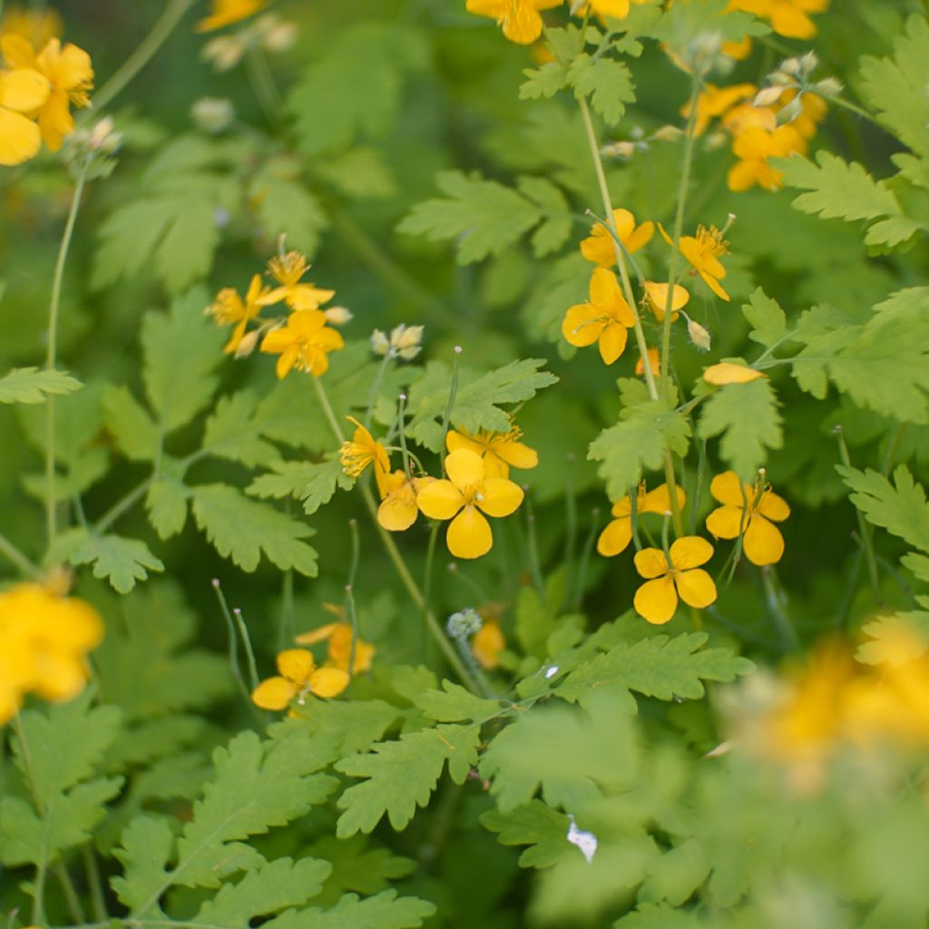 Chelidonium majus