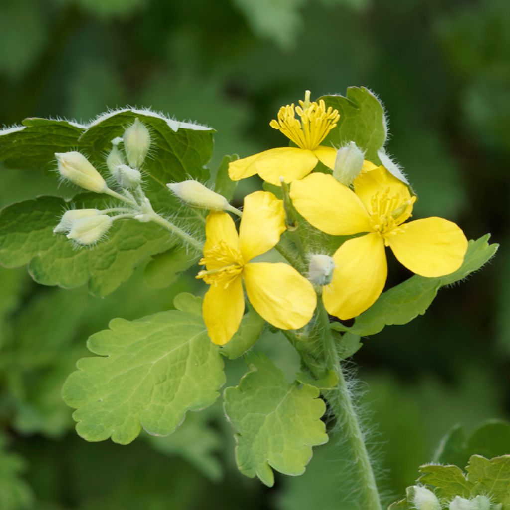 Chelidonium majus