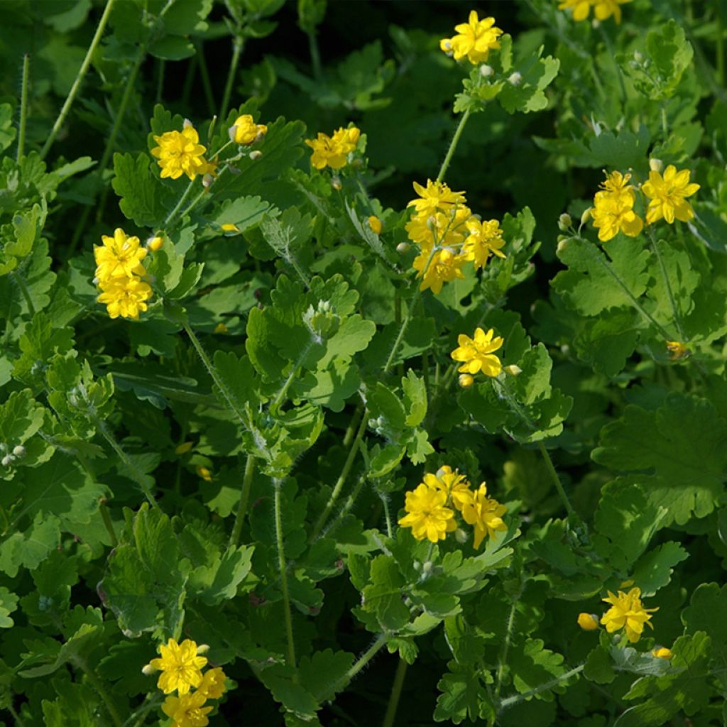 Chelidonium majus Flore Pleno