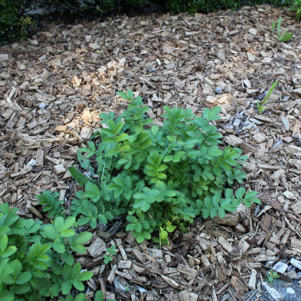 Chelidonium majus Flore Pleno