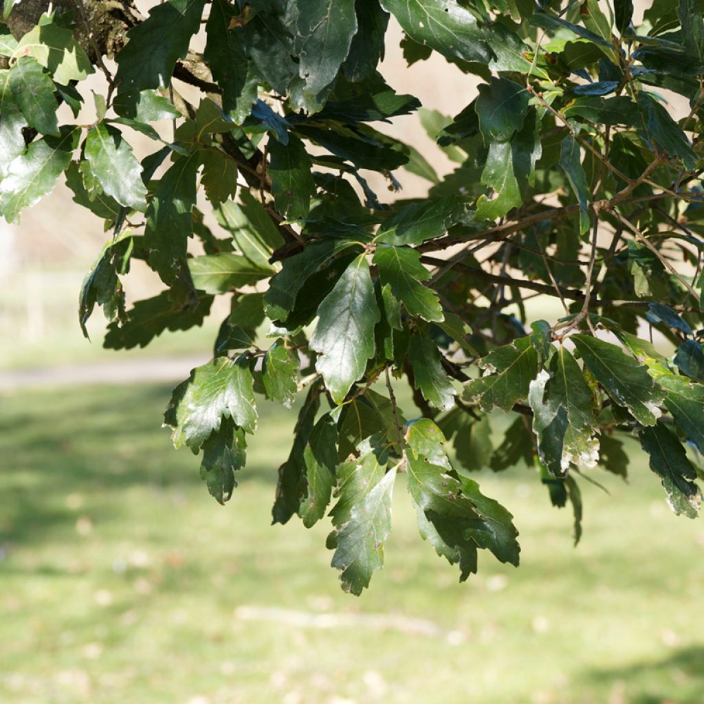 Quercus turneri Spencer Turner - Hybrid Oak