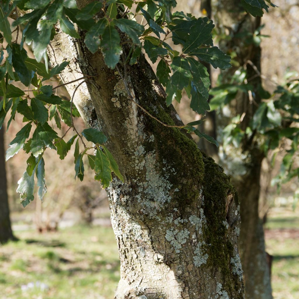 Quercus turneri Spencer Turner - Hybrid Oak