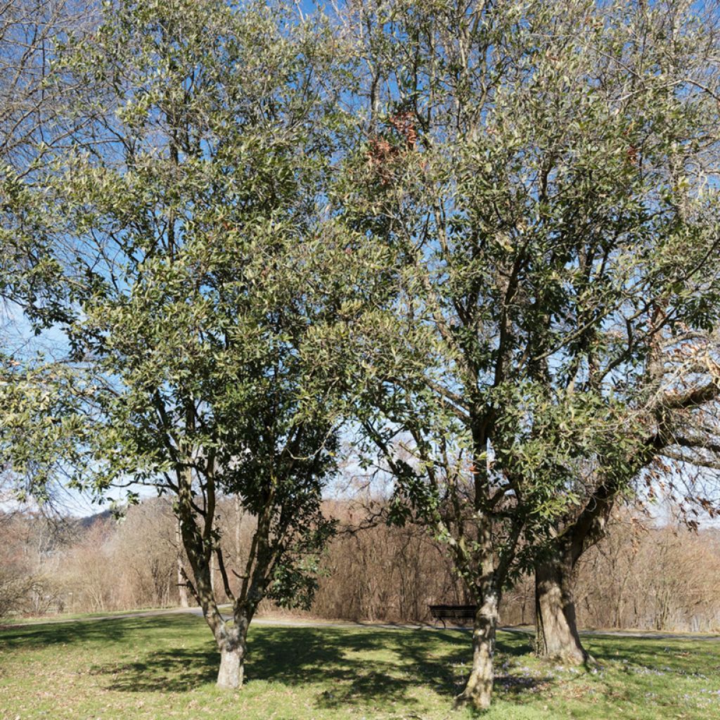 Quercus turneri Spencer Turner - Hybrid Oak