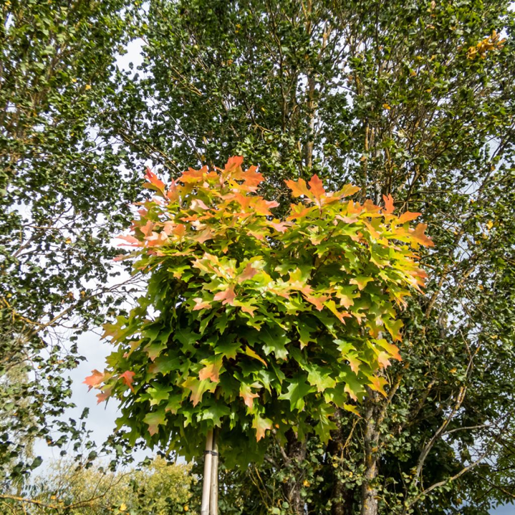 Quercus palustris Green Dwarf - Pin Oak