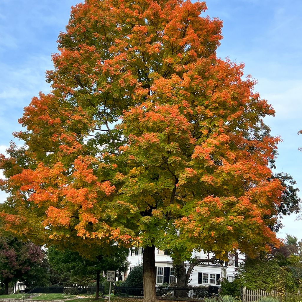 Quercus palustris - Pin Oak