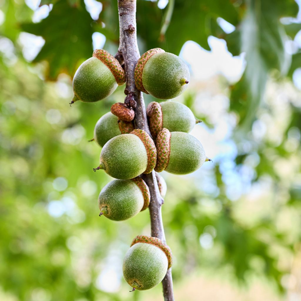 Quercus palustris - Pin Oak