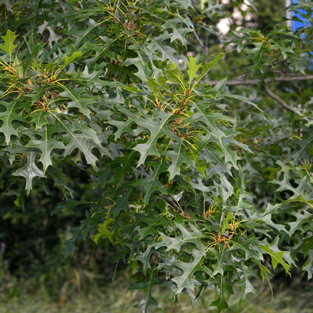 Quercus palustris - Pin Oak