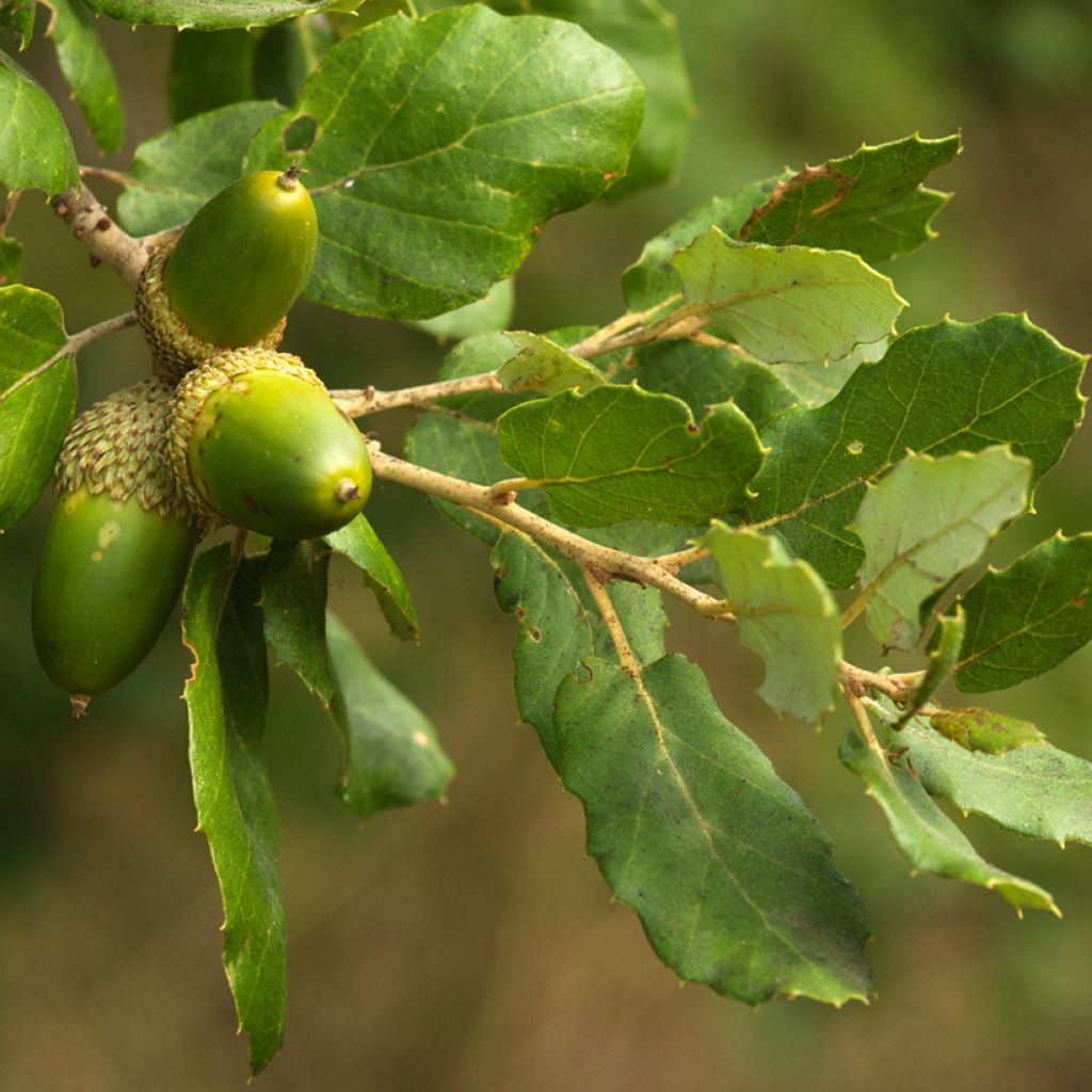 Quercus suber - Cork Oak