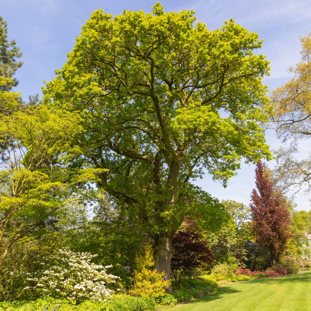 Quercus robur - English Oak