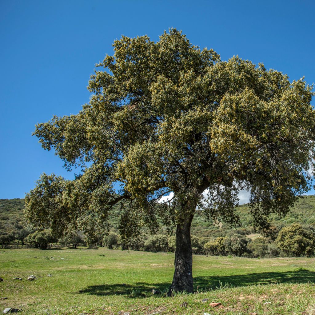 Holm oak - Quercus ilex