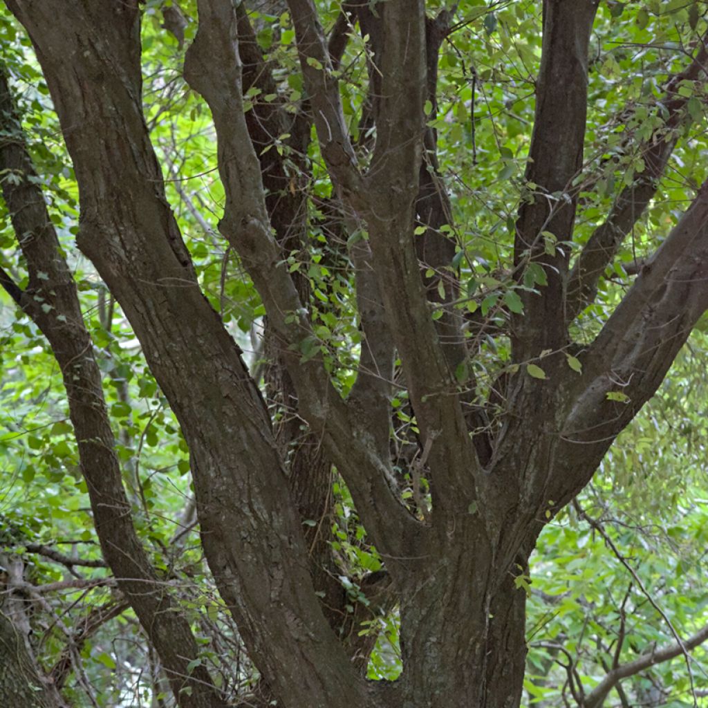 Holm oak - Quercus ilex