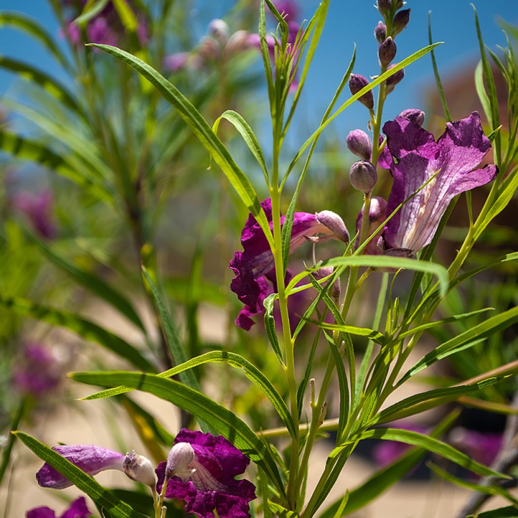 Chilopsis linearis Burgundy