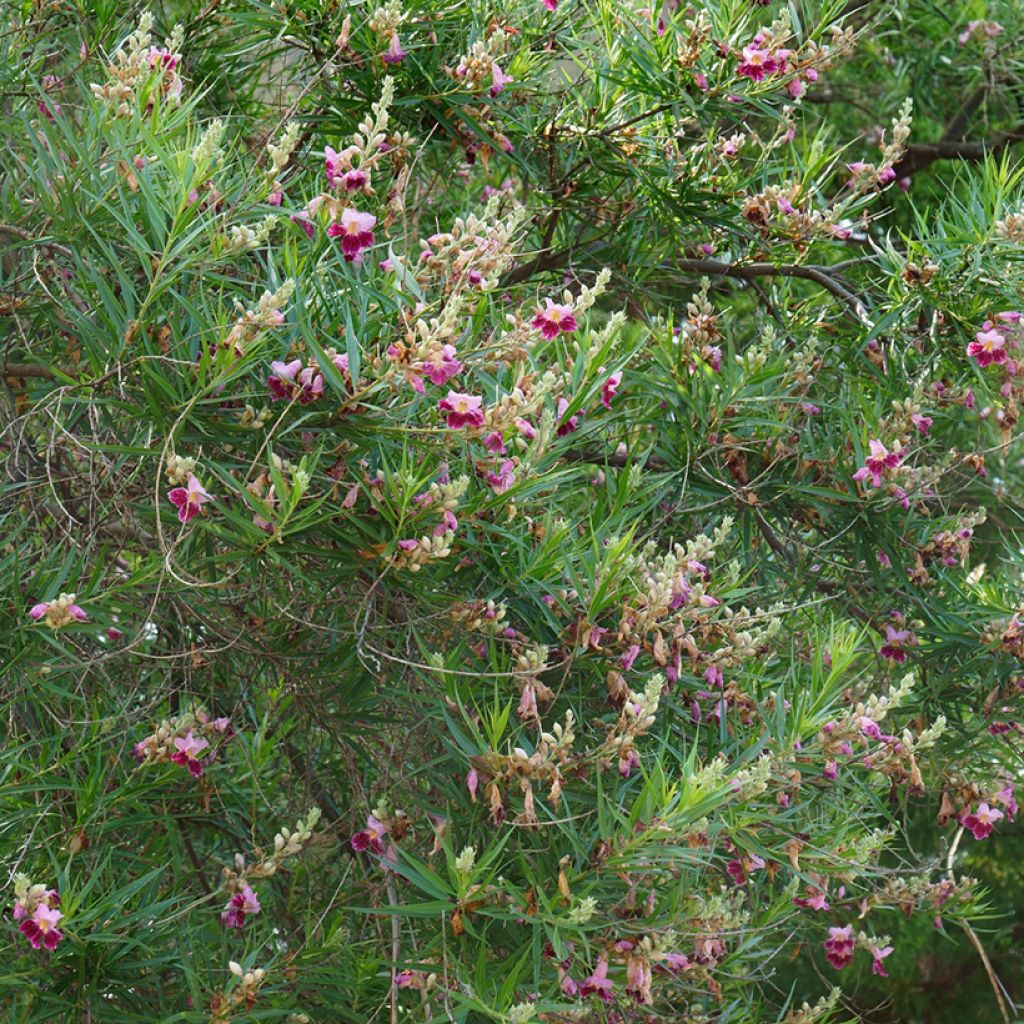 Chilopsis linearis