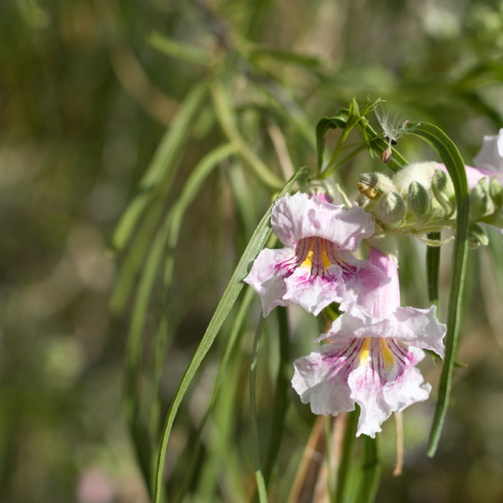 Chilopsis linearis