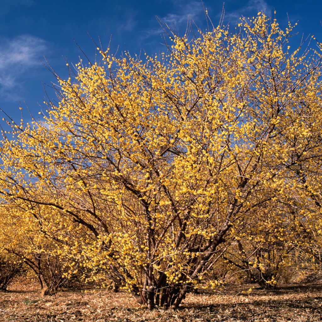 Chimonanthus praecox