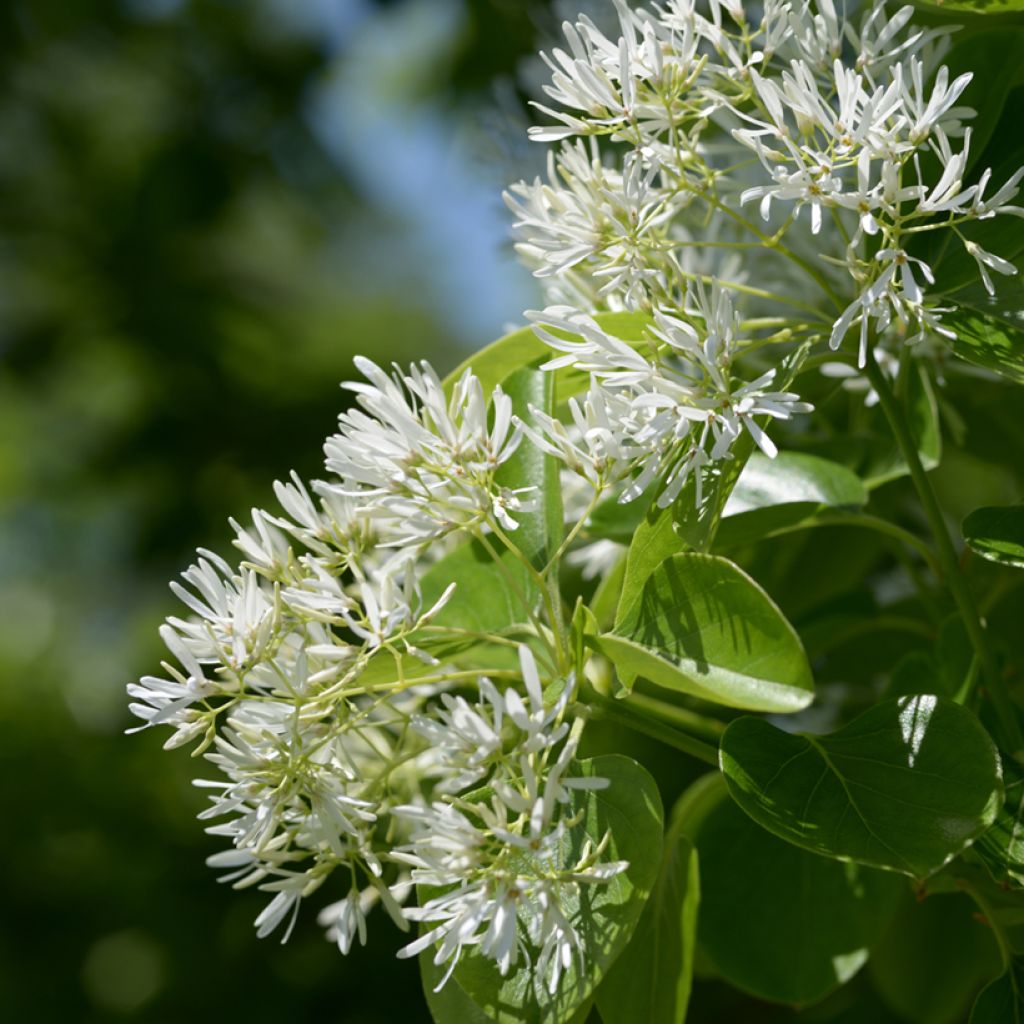 Chionanthus retusus