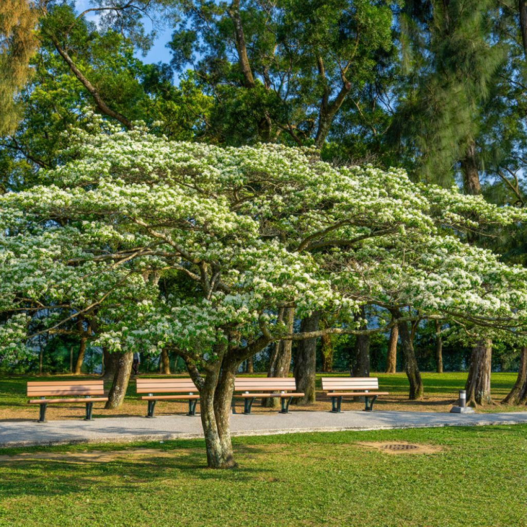 Chionanthus retusus