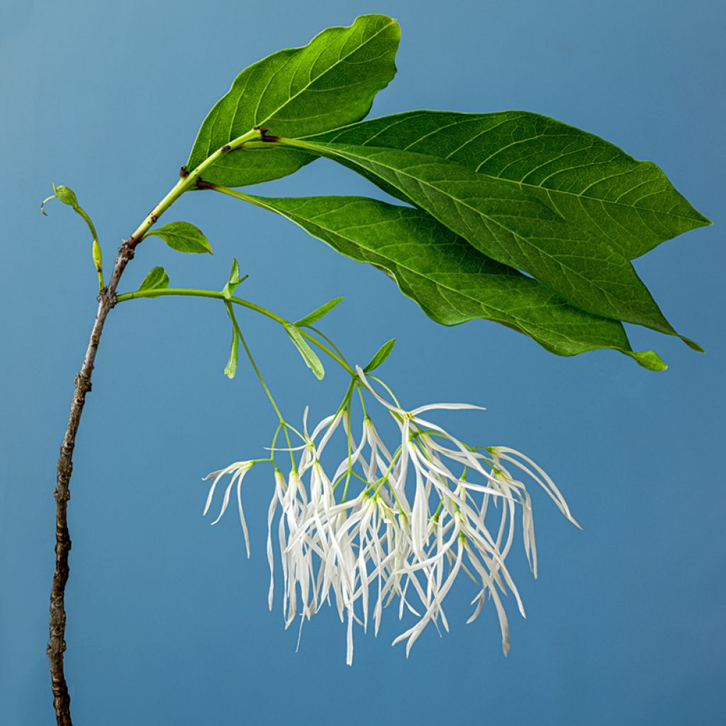 Chionanthus virginicus